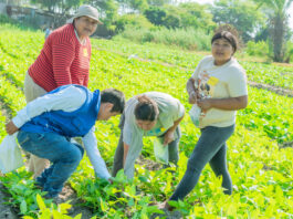 Sechura: impulsan capacitación agrícola en cultivo de frijol caupí con Escuelas de Campo Sechura: impulsan capacitación agrícola en cultivo de frijol caupí con Escuelas de Campo