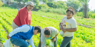 Sechura: impulsan capacitación agrícola en cultivo de frijol caupí con Escuelas de Campo Sechura: impulsan capacitación agrícola en cultivo de frijol caupí con Escuelas de Campo