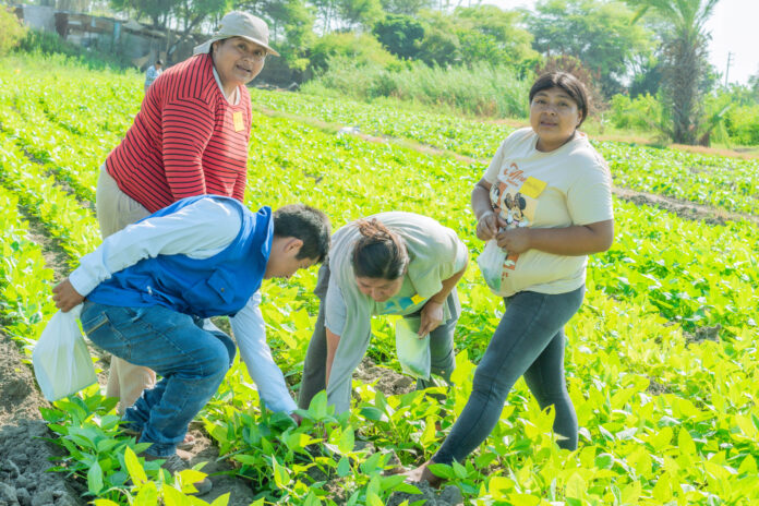 Sechura: impulsan capacitación agrícola en cultivo de frijol caupí con Escuelas de Campo