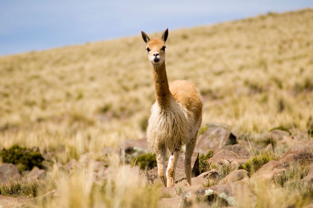 Arequipa será declarada capital de la vicuña del Perú por su liderazgo en conservación