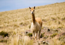 Arequipa será declarada capital de la vicuña por su liderazgo en conservación Arequipa será declarada capital de la vicuña del Perú por su liderazgo en conservación