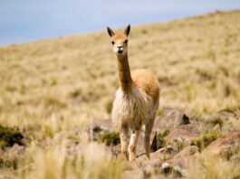 Arequipa será declarada capital de la vicuña por su liderazgo en conservación Arequipa será declarada capital de la vicuña del Perú por su liderazgo en conservación