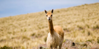 Arequipa será declarada capital de la vicuña por su liderazgo en conservación Arequipa será declarada capital de la vicuña del Perú por su liderazgo en conservación