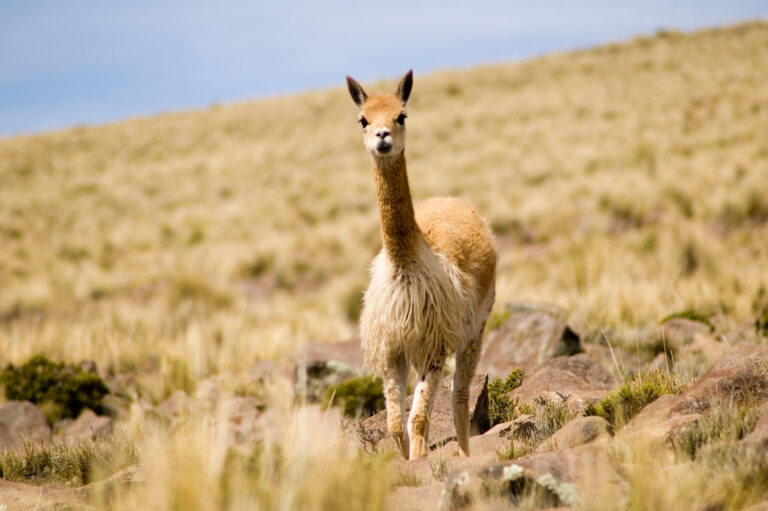 Arequipa será declarada capital de la vicuña del Perú por su liderazgo en conservación