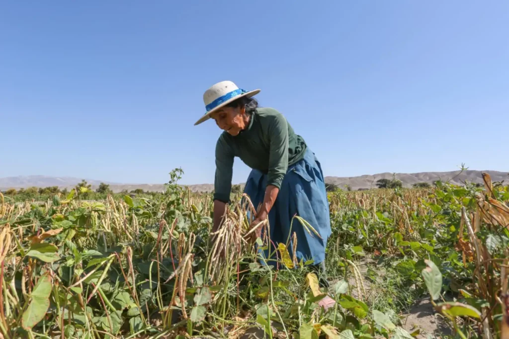 Seguro Agrícola Catastrófico ofrece cobertura de hasta S/ 1,000 por hectárea a productores agrarios