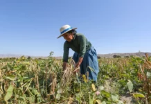 Seguro Agrícola Catastrófico ofrece cobertura de hasta S/ 1,000 por hectárea a productores agrarios Seguro Agrícola Catastrófico ofrece cobertura de hasta S/ 1,000 por hectárea a productores agrarios