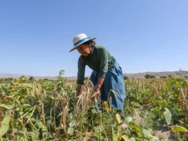Seguro Agrícola Catastrófico ofrece cobertura de hasta S/ 1,000 por hectárea a productores agrarios Seguro Agrícola Catastrófico ofrece cobertura de hasta S/ 1,000 por hectárea a productores agrarios