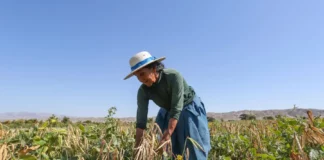 Seguro Agrícola Catastrófico ofrece cobertura de hasta S/ 1,000 por hectárea a productores agrarios Seguro Agrícola Catastrófico ofrece cobertura de hasta S/ 1,000 por hectárea a productores agrarios