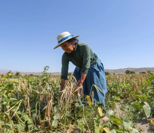Seguro Agrícola Catastrófico ofrece cobertura de hasta S/ 1,000 por hectárea a productores agrarios Seguro Agrícola Catastrófico ofrece cobertura de hasta S/ 1,000 por hectárea a productores agrarios