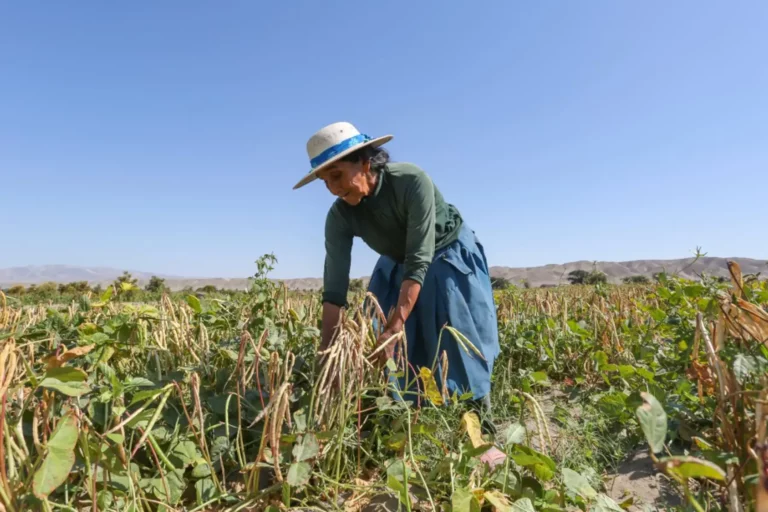 Seguro Agrícola Catastrófico ofrece cobertura de hasta S/ 1,000 por hectárea a productores agrarios