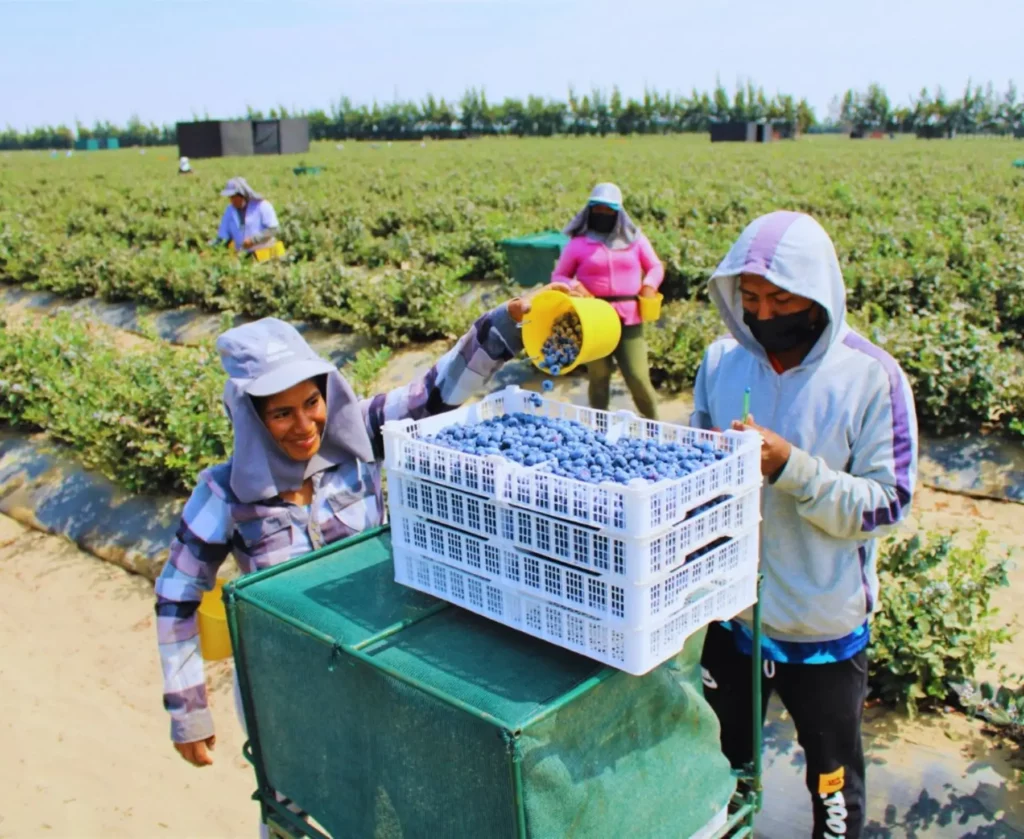 Expansión de la agroindustria costera podría contribuir a reducir la deforestación en la Amazonía