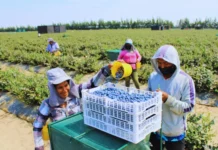 Expansión de la agroindustria costera podría contribuir a reducir la deforestación en la Amazonía Expansión de la agroindustria costera podría contribuir a reducir la deforestación en la Amazonía