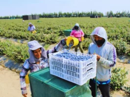 Expansión de la agroindustria costera podría contribuir a reducir la deforestación en la Amazonía Expansión de la agroindustria costera podría contribuir a reducir la deforestación en la Amazonía