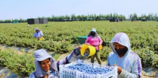 Expansión de la agroindustria costera podría contribuir a reducir la deforestación en la Amazonía Expansión de la agroindustria costera podría contribuir a reducir la deforestación en la Amazonía