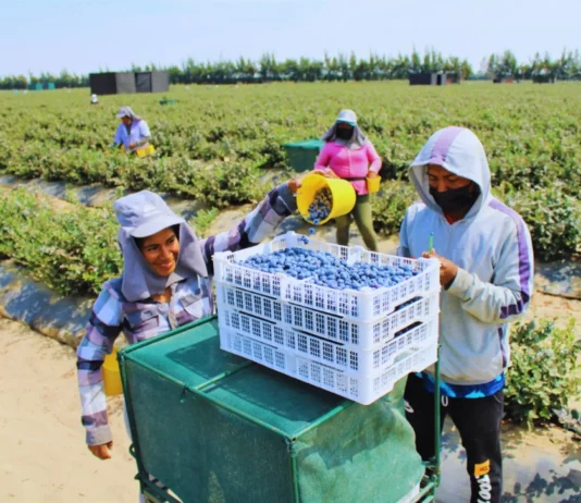 Expansión de la agroindustria costera podría contribuir a reducir la deforestación en la Amazonía Expansión de la agroindustria costera podría contribuir a reducir la deforestación en la Amazonía