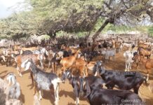 Sullana: Desparasitan más de 500 caprinos en Marcavelica para prevenir la hidatidosis Sullana: Desparasitan más de 500 caprinos en Marcavelica para prevenir la hidatidosis