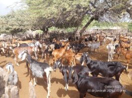 Sullana: Desparasitan más de 500 caprinos en Marcavelica para prevenir la hidatidosis Sullana: Desparasitan más de 500 caprinos en Marcavelica para prevenir la hidatidosis