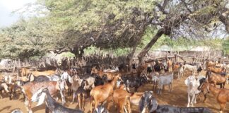 Sullana: Desparasitan más de 500 caprinos en Marcavelica para prevenir la hidatidosis Sullana: Desparasitan más de 500 caprinos en Marcavelica para prevenir la hidatidosis