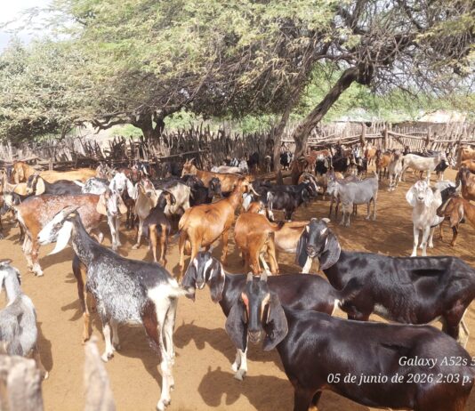 Sullana: Desparasitan más de 500 caprinos en Marcavelica para prevenir la hidatidosis Sullana: Desparasitan más de 500 caprinos en Marcavelica para prevenir la hidatidosis