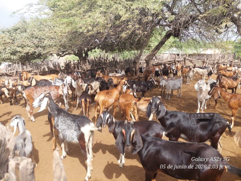 Sullana: Desparasitan más de 500 caprinos en Marcavelica para prevenir la hidatidosis