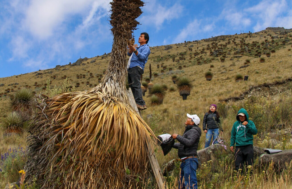 La Libertad: Impulsan la recuperación de la Puya raimondi con biotecnología