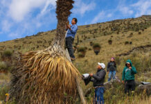 La Libertad: Impulsan la recuperación de la Puya raimondi con biotecnología La Libertad: Impulsan la recuperación de la Puya raimondi con biotecnología