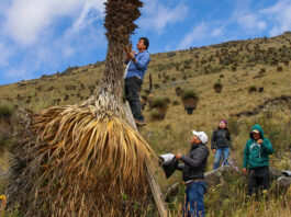 La Libertad: Impulsan la recuperación de la Puya raimondi con biotecnología La Libertad: Impulsan la recuperación de la Puya raimondi con biotecnología