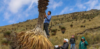 La Libertad: Impulsan la recuperación de la Puya raimondi con biotecnología La Libertad: Impulsan la recuperación de la Puya raimondi con biotecnología