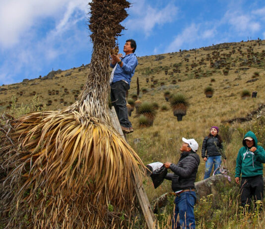La Libertad: Impulsan la recuperación de la Puya raimondi con biotecnología La Libertad: Impulsan la recuperación de la Puya raimondi con biotecnología