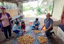 Fortalecen producción de papa y benefician a 2,500 familias productoras en Amazonas, Cajamarca y La Libertad Fortalecen producción de papa y benefician a 2,500 familias productoras en Amazonas, Cajamarca y La Libertad