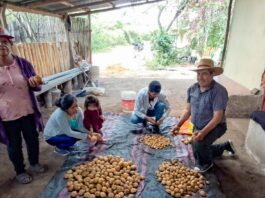 Fortalecen producción de papa y benefician a 2,500 familias productoras en Amazonas, Cajamarca y La Libertad Fortalecen producción de papa y benefician a 2,500 familias productoras en Amazonas, Cajamarca y La Libertad