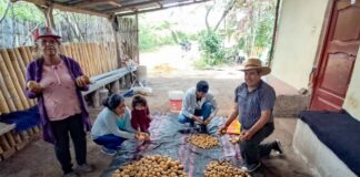 Fortalecen producción de papa y benefician a 2,500 familias productoras en Amazonas, Cajamarca y La Libertad Fortalecen producción de papa y benefician a 2,500 familias productoras en Amazonas, Cajamarca y La Libertad