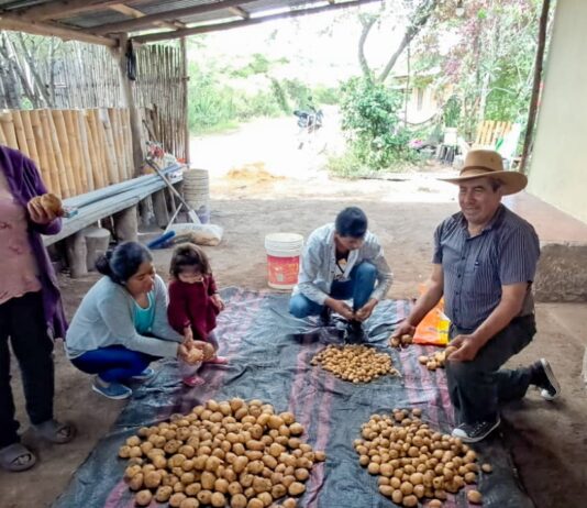 Fortalecen producción de papa y benefician a 2,500 familias productoras en Amazonas, Cajamarca y La Libertad Fortalecen producción de papa y benefician a 2,500 familias productoras en Amazonas, Cajamarca y La Libertad