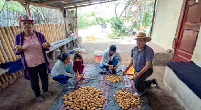 Fortalecen producción de papa y benefician a 2,500 familias productoras en Amazonas, Cajamarca y La Libertad