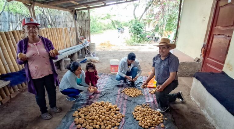 Fortalecen producción de papa y benefician a 2,500 familias productoras en Amazonas, Cajamarca y La Libertad