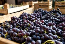 Agroexportaciones peruanas superan los US$ 3,000 millones en el primer trimestre de 2026, informa MIDAGRI Agroexportaciones peruanas superan los US$ 3,000 millones en el primer trimestre de 2026, informa MIDAGRI