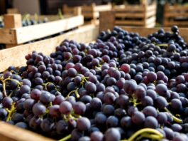 Agroexportaciones peruanas superan los US$ 3,000 millones en el primer trimestre de 2026, informa MIDAGRI Agroexportaciones peruanas superan los US$ 3,000 millones en el primer trimestre de 2026, informa MIDAGRI