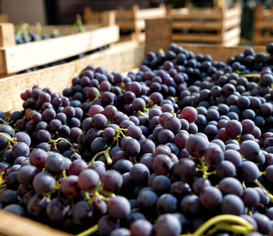 Agroexportaciones peruanas superan los US$ 3,000 millones en el primer trimestre de 2026, informa MIDAGRI Agroexportaciones peruanas superan los US$ 3,000 millones en el primer trimestre de 2026, informa MIDAGRI
