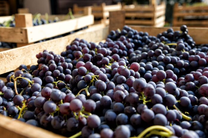 Agroexportaciones peruanas superan los US$ 3,000 millones en el primer trimestre de 2026, informa MIDAGRI