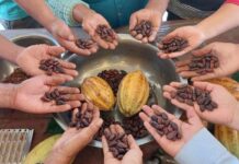 Piura: cacaoteros tienen hasta el 5 de junio para participar en concurso regional del cacao Piura: cacaoteros tienen hasta el 5 de junio para participar en concurso regional del cacao