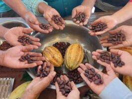 Piura: cacaoteros tienen hasta el 5 de junio para participar en concurso regional del cacao Piura: cacaoteros tienen hasta el 5 de junio para participar en concurso regional del cacao