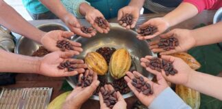 Piura: cacaoteros tienen hasta el 5 de junio para participar en concurso regional del cacao Piura: cacaoteros tienen hasta el 5 de junio para participar en concurso regional del cacao