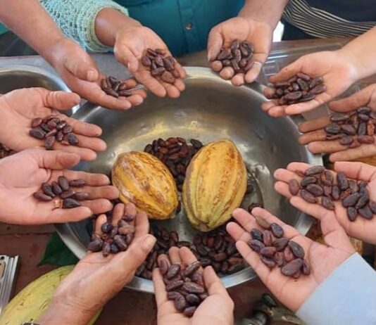 Piura: cacaoteros tienen hasta el 5 de junio para participar en concurso regional del cacao Piura: cacaoteros tienen hasta el 5 de junio para participar en concurso regional del cacao