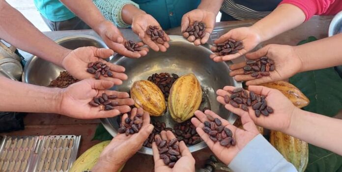 Piura: cacaoteros tienen hasta el 5 de junio para participar en concurso regional del cacao