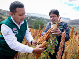 Más de 100 productores de La Libertad se benefician con financiamiento de S/117 mil Más de 100 productores de La Libertad se benefician con financiamiento de S/117 mil