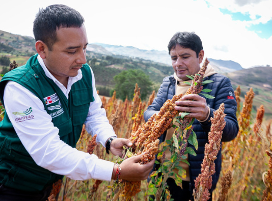 Más de 100 productores de La Libertad se benefician con financiamiento de S/117 mil Más de 100 productores de La Libertad se benefician con financiamiento de S/117 mil