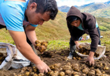 Productores de Huánuco concretan primera venta directa de papa amarilla a la agroindustria Productores de Huánuco concretan primera venta directa de papa amarilla a la agroindustria