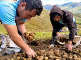 Productores de Huánuco concretan primera venta directa de papa amarilla a la agroindustria Productores de Huánuco concretan primera venta directa de papa amarilla a la agroindustria