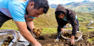 Productores de Huánuco concretan primera venta directa de papa amarilla a la agroindustria Productores de Huánuco concretan primera venta directa de papa amarilla a la agroindustria