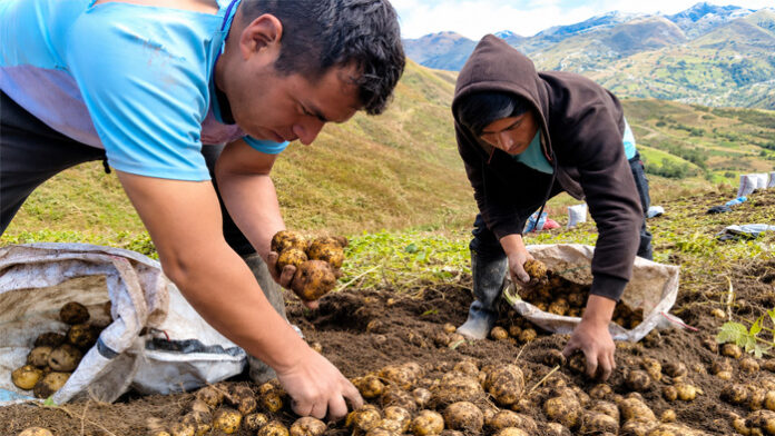 Productores de Huánuco concretan primera venta directa de papa amarilla a la agroindustria